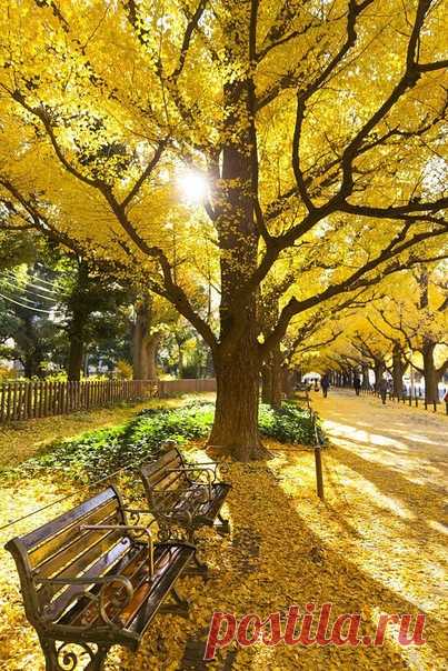 Ходит Осень в нашем парке,
Дарит Осень всем подарки:
Фартук розовый — осинке,
Бусы красные — рябинке,
Зонтик жёлтый — тополям,
