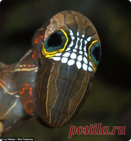 гусеница