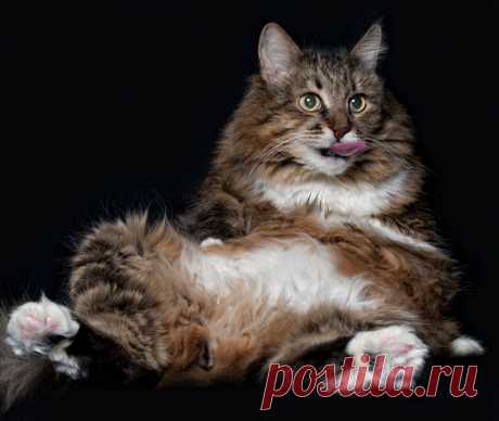 Today is Caturday — Mr Belly