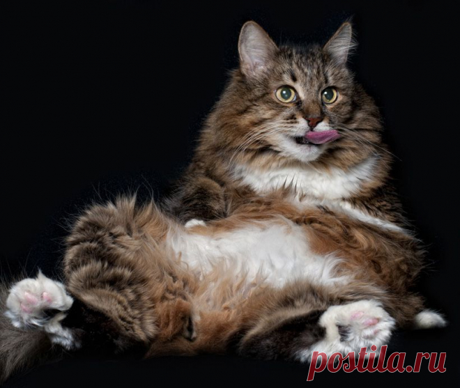Today is Caturday — Mr Belly