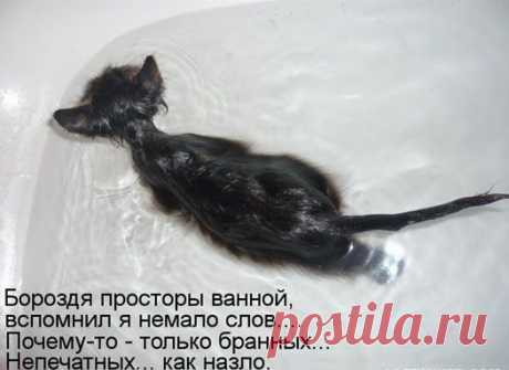 Купание кота – новый вид боевого искусства / fototelegraf.ru / Surfingbird.ru