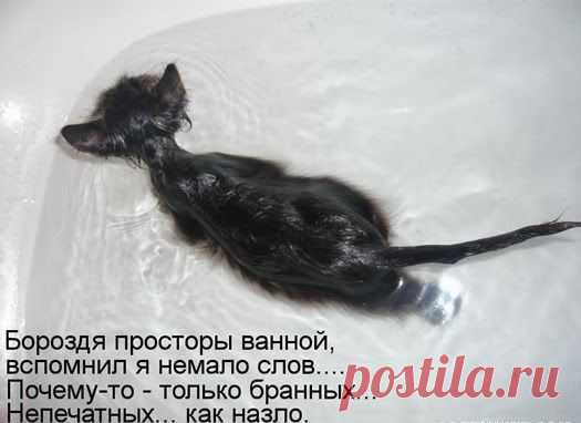 Купание кота – новый вид боевого искусства / fototelegraf.ru / Surfingbird.ru
