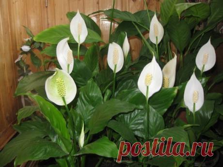 Комнатный цветок "женское счастье"

Согласно легенде – обычный цветок спатифиллум способен подарить каждой женщине самое важное в жизни – возможность быть любимой.
Согласно этой легенде, когда цветет спатифиллум, то любая женщина-хозяйка цветка, достигает гармонии и счастья. Если она одинока – найдет свою половинку, если замужем – полное взаимопонимание с мужем и детьми, а если бездетна – станет мамой.

Даже если вы не верите в приметы и городские легенды, остаться равноду...