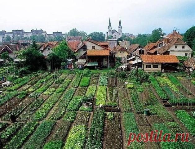Выращивание овощей по Джону Джевонсу – небывалый урожай 
 
Лучшими методиками по улучшению роста овощей являются те, которые основаны на натуральных компонентах. И это доказывает опыт американских фермеров. 
 
Зачастую владельцы огородов считают, что если ограничиться одной-двумя культурами и уделить им максимум внимания, то можно добиться отличных результатов и собрать богатый урожай. Однако фермер Джон Джевонс (John Jeavons) является сторонником прямо противоположного ме...