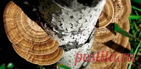 Грибная медицина: сибирские грибы против вирусов
Экстракты мицелия трутовика бугристого показали противовирусную активность в отношении вирусов гриппа А, а белковые фракции – ВИЧ-1. Фото Л. Самусенок В ноябре 2020 г. в журнале «НАУКА из первых рук» была опубликована информация, что экстракт березового гриба (чаги) в экспериментальных исследованиях показал высокую эффективность против возбудителя...
Читай пост далее на сайте. Жми ⏫ссылку выше