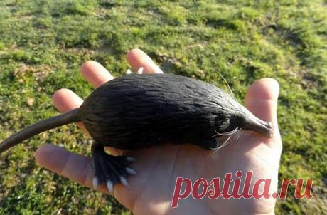 Выхухоль: описание, фото и факты о животном - Моя Планета