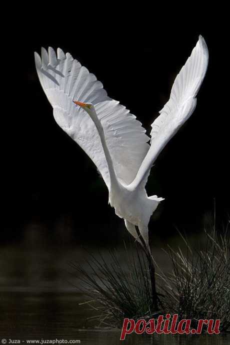 Egret | Nature Vs. Concrete