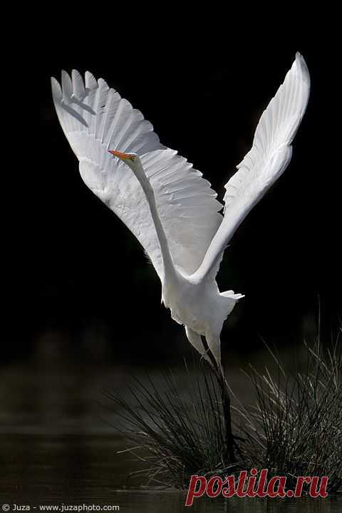 Egret | Nature Vs. Concrete