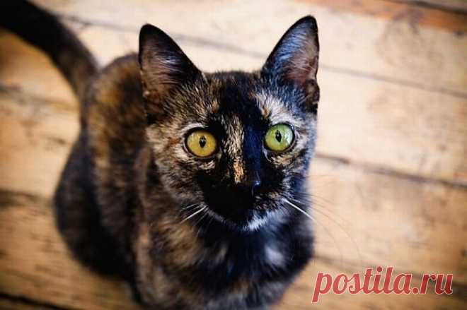 Гетерохромия у животных