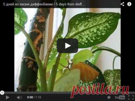 Dieffenbachia. Диффенбахия - уход в домашних условиях, фото, размножение, пересадка. - Флорист-Х