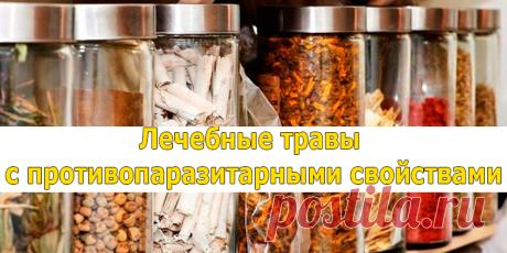 Лечебные травы с противопаразитарными свойствами | Полезные советы