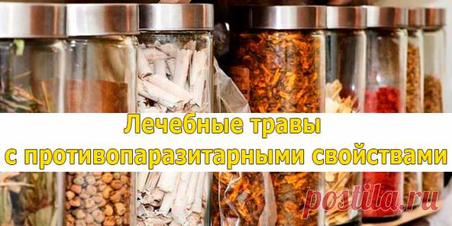 Лечебные травы с противопаразитарными свойствами | Полезные советы