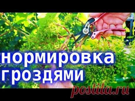 Нормировка куста винограда гроздями.