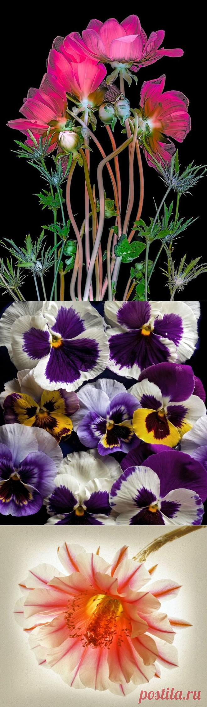 Цветочные фантазии Ричарда Рейнольдса.