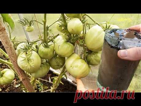 Лью СТАКАН под огурцы, томаты, перец и они растут как бешенные, даже слабенькие вмиг заплодоносят