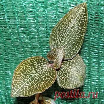 Драгоценные орхидеи в домашних условиях