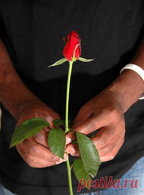 одна роза , для одной женщины , но любимой