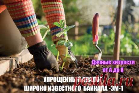 УПРОЩЕННЫЙ АНАЛОГ ШИРОКО ИЗВЕСТНОГО  БАЙКАЛА -ЭМ-1
Рецепт очень прост. 
В трехлитровую банку заливаю 2,6-2,7 л воды без хлора (отстоянной), добавляю 100 г разведенных теплой водой дрожжей и 0,5 ст. сахара. Накрыв марлей, держу банку в тепле, время от времени взбалтывая содержимое. Раствор (брага) готов, когда закончится брожение. Один стакан развожу в 10 л воды и поливаю растения по 1 л под каждый куст.