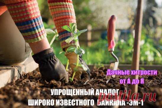 УПРОЩЕННЫЙ АНАЛОГ ШИРОКО ИЗВЕСТНОГО  БАЙКАЛА -ЭМ-1
Рецепт очень прост. 
В трехлитровую банку заливаю 2,6-2,7 л воды без хлора (отстоянной), добавляю 100 г разведенных теплой водой дрожжей и 0,5 ст. сахара. Накрыв марлей, держу банку в тепле, время от времени взбалтывая содержимое. Раствор (брага) готов, когда закончится брожение. Один стакан развожу в 10 л воды и поливаю растения по 1 л под каждый куст.