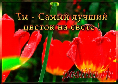 Гиф картинка с тюльпанами