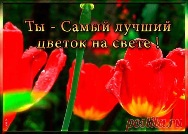 Гиф картинка с тюльпанами