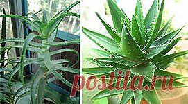 Рецепт молодости: Биостимулированный сок алоэ