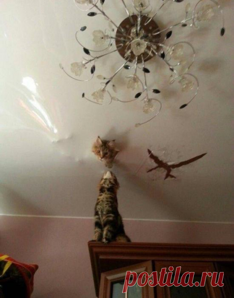 Котик-высотник с потолка шлёт вам &quot;привет&quot;!)