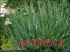 Иссоп – моя «северная лаванда»