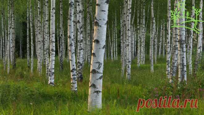 музыка природы