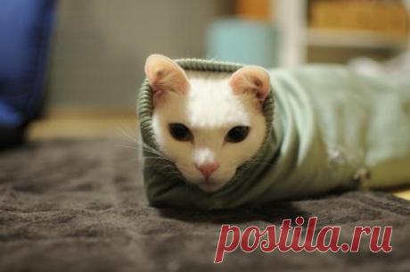 Сколько живет кошка. Возраст кошек на человеческий. Мифы и легенды об усатых-полосатых :: SYL.ru