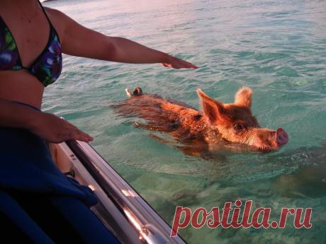 морские свиньи