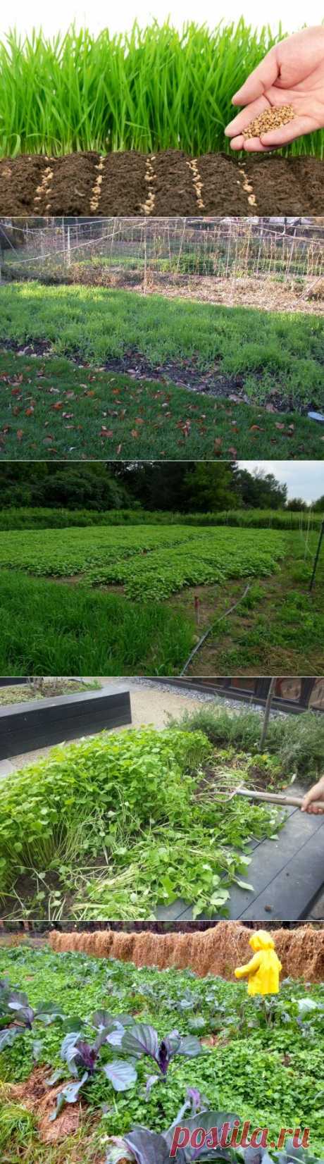 Какие сидераты сеять осенью?