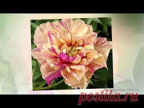 (+1) - Пион - король цветов. Красивое слайд шоу из фотографий | Хвастуны и хвастушки