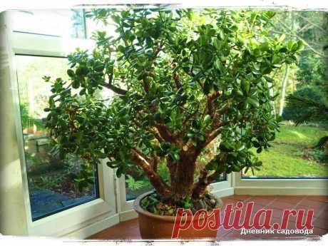 Мои лучшие подкормки для обильного цветения - денежного дерева | Дневник садовода | Яндекс Дзен
