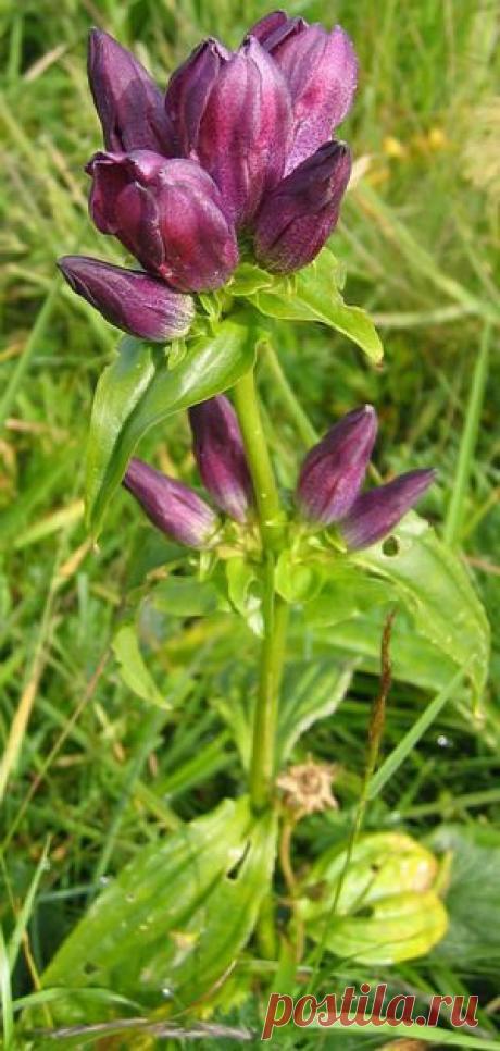 Цветок гентиана или горечавка