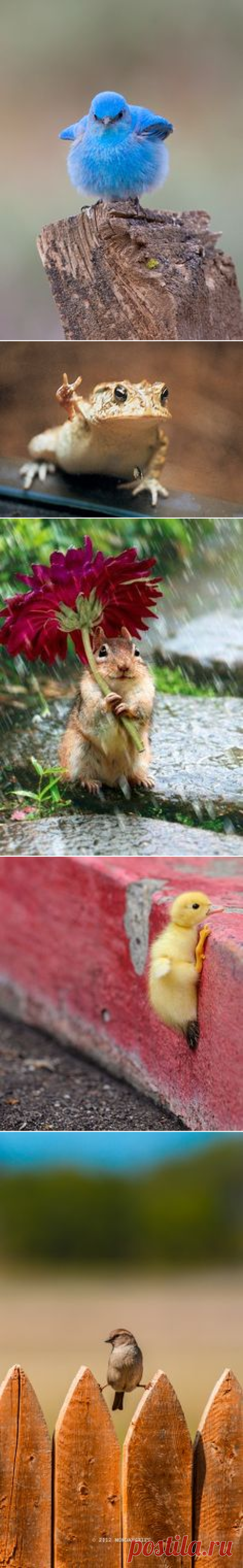 (257) Pinterest • Всемирный каталог идей