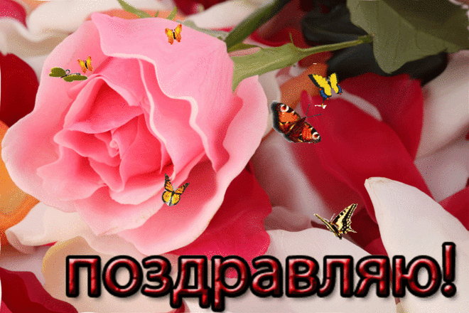 s-96365.gif (800×533)