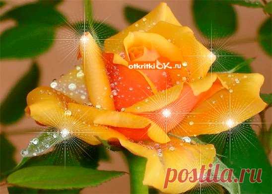 Одноклассники