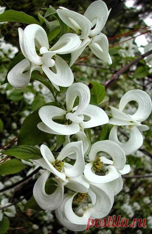 Magic Dogwood.