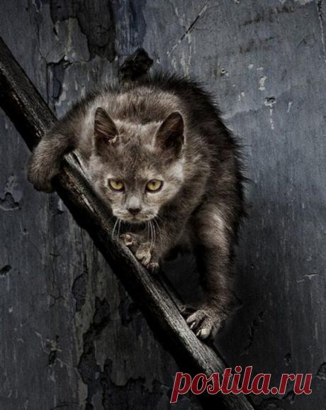 Суровые дворовые коты-бандиты .