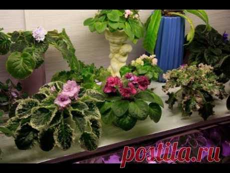 Meine african-violet Фиалки на полках ИДЕЯ ДЛЯ ФИТИЛЬНОГО ПОЛИВА