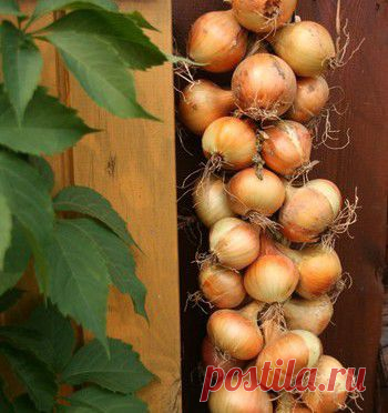 Луковые косы | Креативные идеи