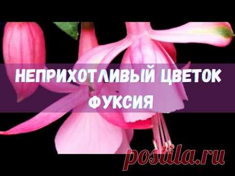 Фуксия из бисера. Бисероплетение.  Мастер-класс.