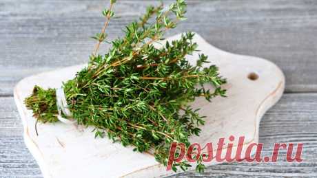 Чабрец от бессонницы