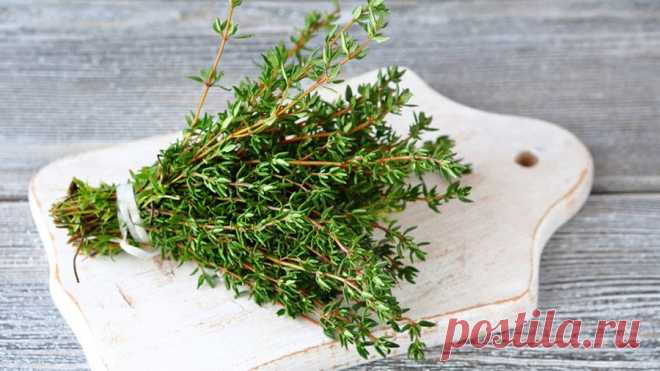 Чабрец от бессонницы