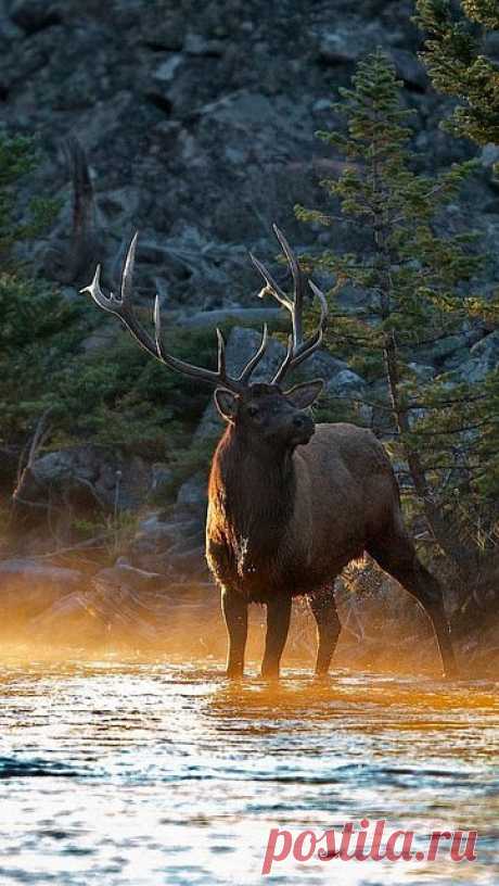 deer_