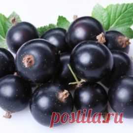смородина