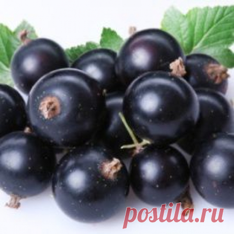 смородина