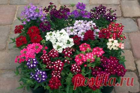 ВЫРАЩИВАЕМ ВЕРБЕНУ – УКРАШЕНИЕ САДА. 

Декоративные вербены являются многолетними растениями, однако их в наших краях выращивают в качестве однолетних растений. 
Высевать семена раньше марта-апреля не стоит – прорастание затянется приблизительно на три недели из-за недостатка света. Семена надо просто рассыпать по поверхности земли (лучше всего использовать песок или перлит), засыпать нет необходимости. Плошку с посевами нужно накрыть стеклом и держать первые два дня при 2...