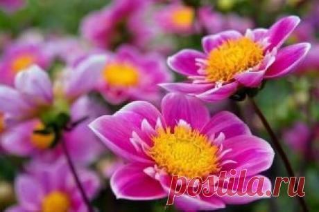 (99) Одноклассники